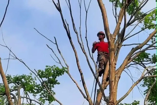 Certified climber high in a tree taking down limbs during a tree removal in Mercer County, PA